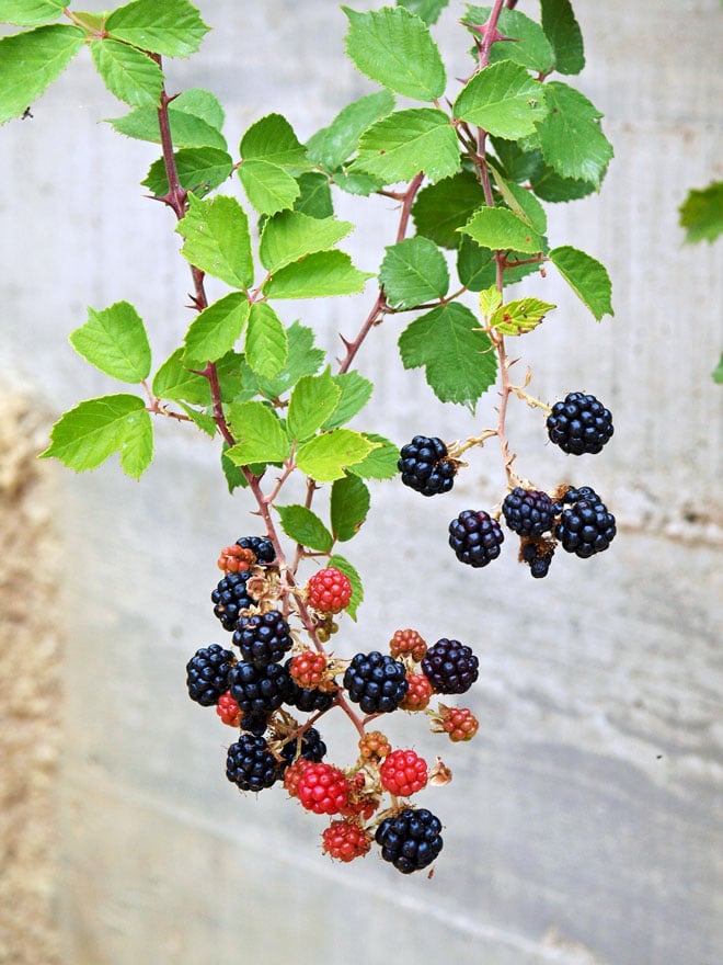 Brombeeren Blätter