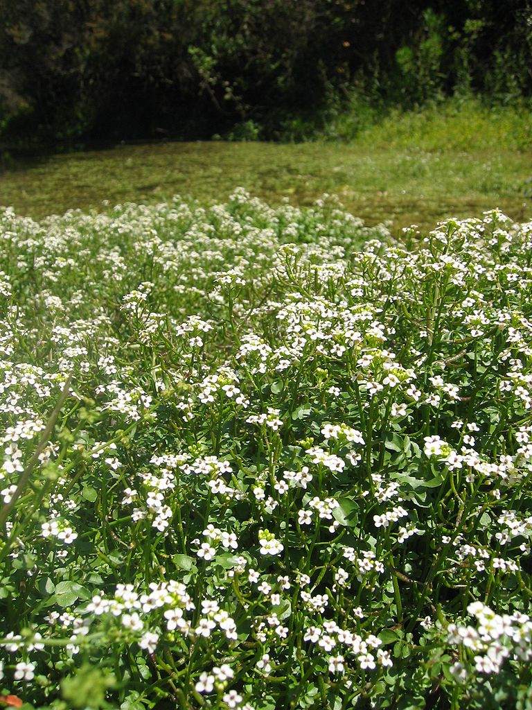 echte-brunnenkresse