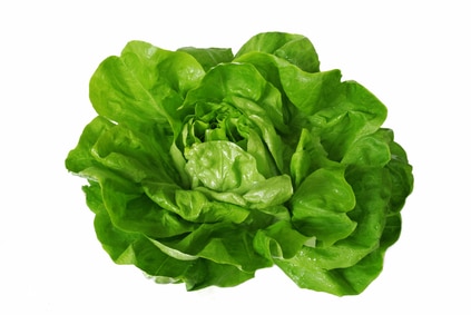 lettuce